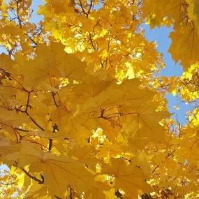 Cappadocian Golden Maple (Acer cappadocicum Aureum) Hero Img